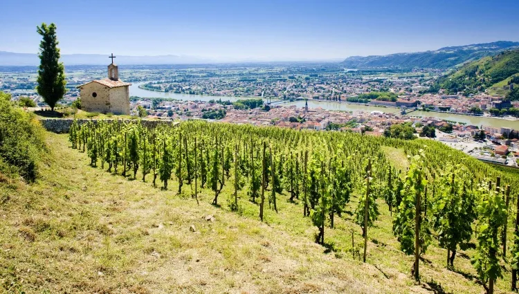 Tain l'Hermitage et ses vignes 