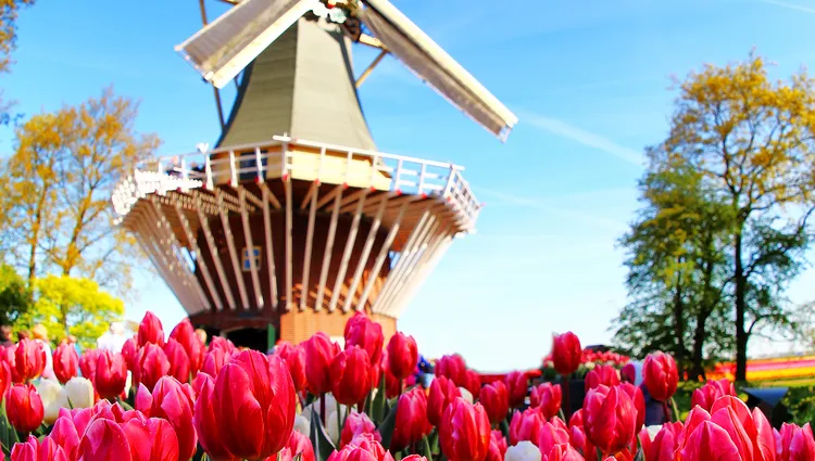 Le moulin et les tulipe du parc de Keukenhof 