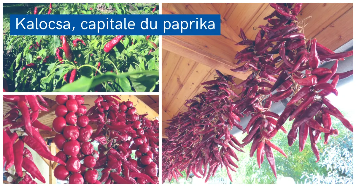 Kalocsa, la capitale du Paprika - CroisiEurope