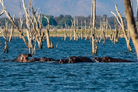Hippopotame dans le lac Kariba 