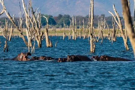 Hippopotame dans le lac Kariba 