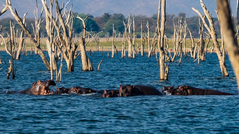 Safari-croisière au fil du Zambèze - Afrique du Sud, Botswana, Namibie, Zimbabwe (formule port/port) - 1