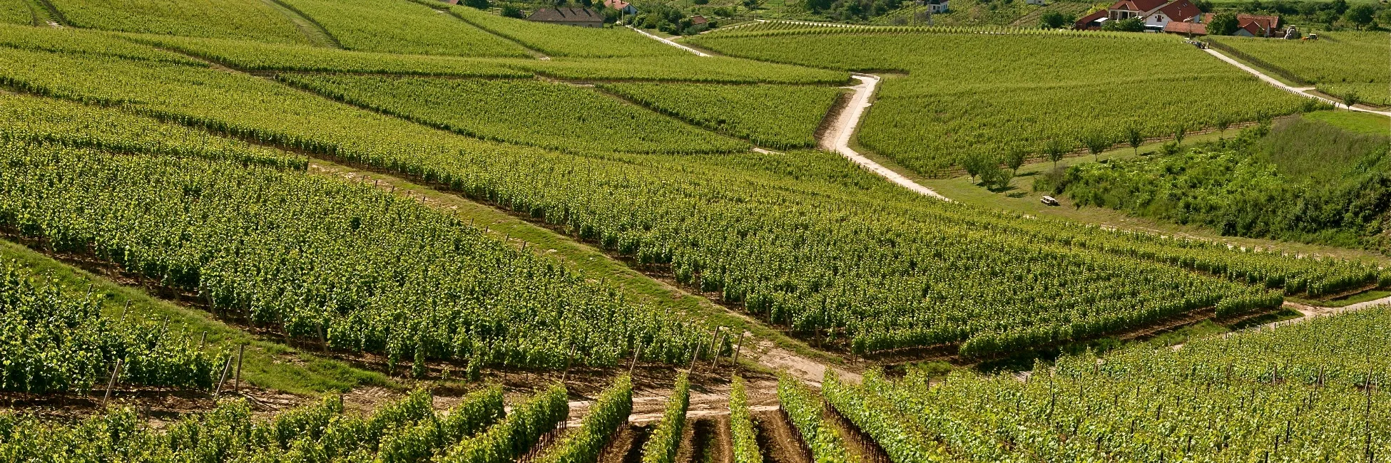 Vignoble de Tokaj en Hongrie