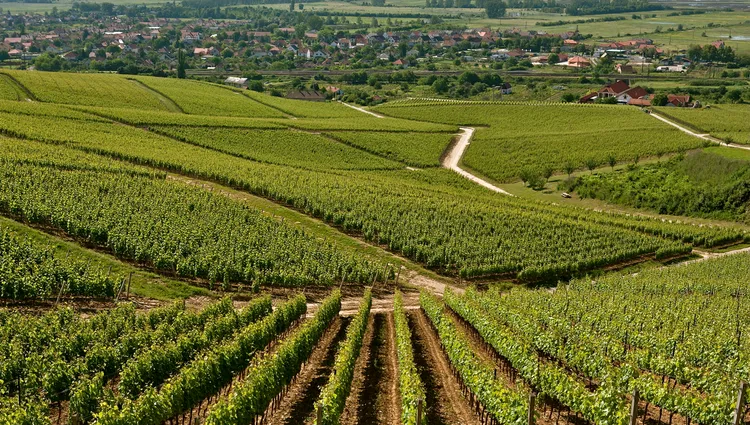 Vignoble de Tokaj en Hongrie