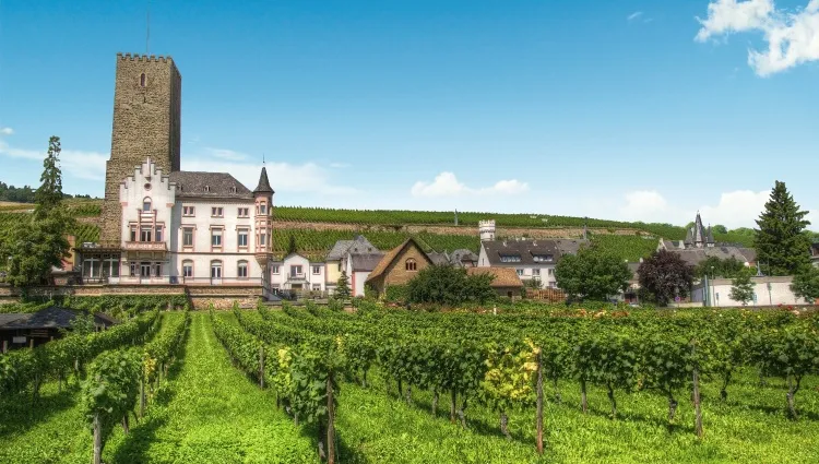 Vignoble de Rudesheim 