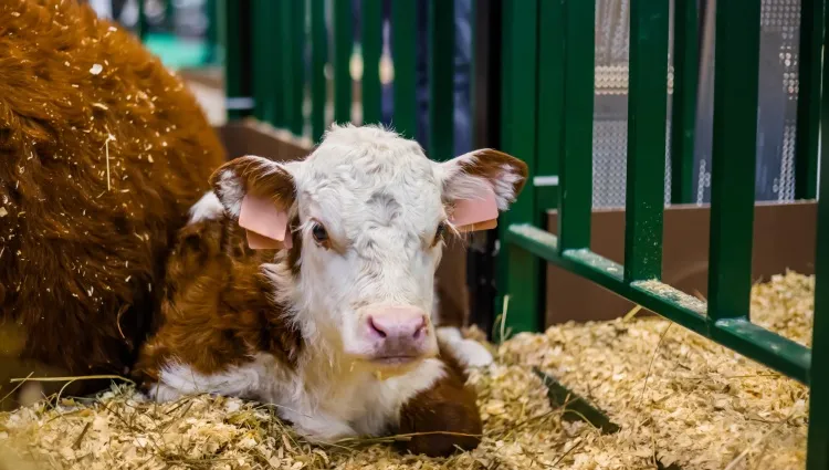 Veau au salon de l'agriculture à Paris 