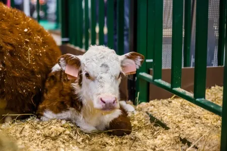 Veau au salon de l'agriculture à Paris 