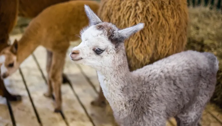 Petit alpaga au salon de l'agriculture à Paris 