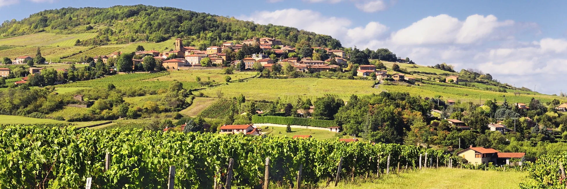 Vignes de Theizé en Beaujolais 