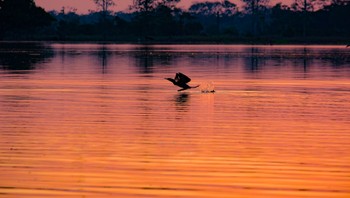 Brésil - L'Amazonie secrète et préservée, croisière au coeur du Brésil