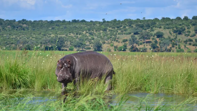 Hippopotame en Afrique du sud