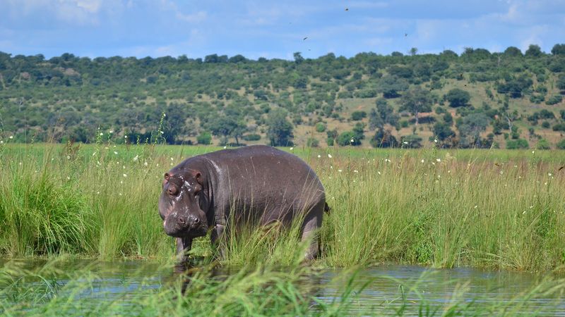 Safari-croisière au fil du Zambèze - Afrique du Sud, Botswana, Namibie, Zimbabwe (formule port/port) - 3
