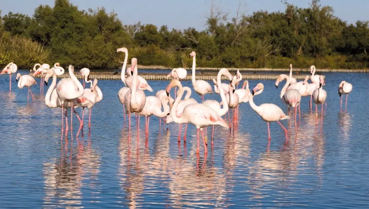 Les flamants rose 