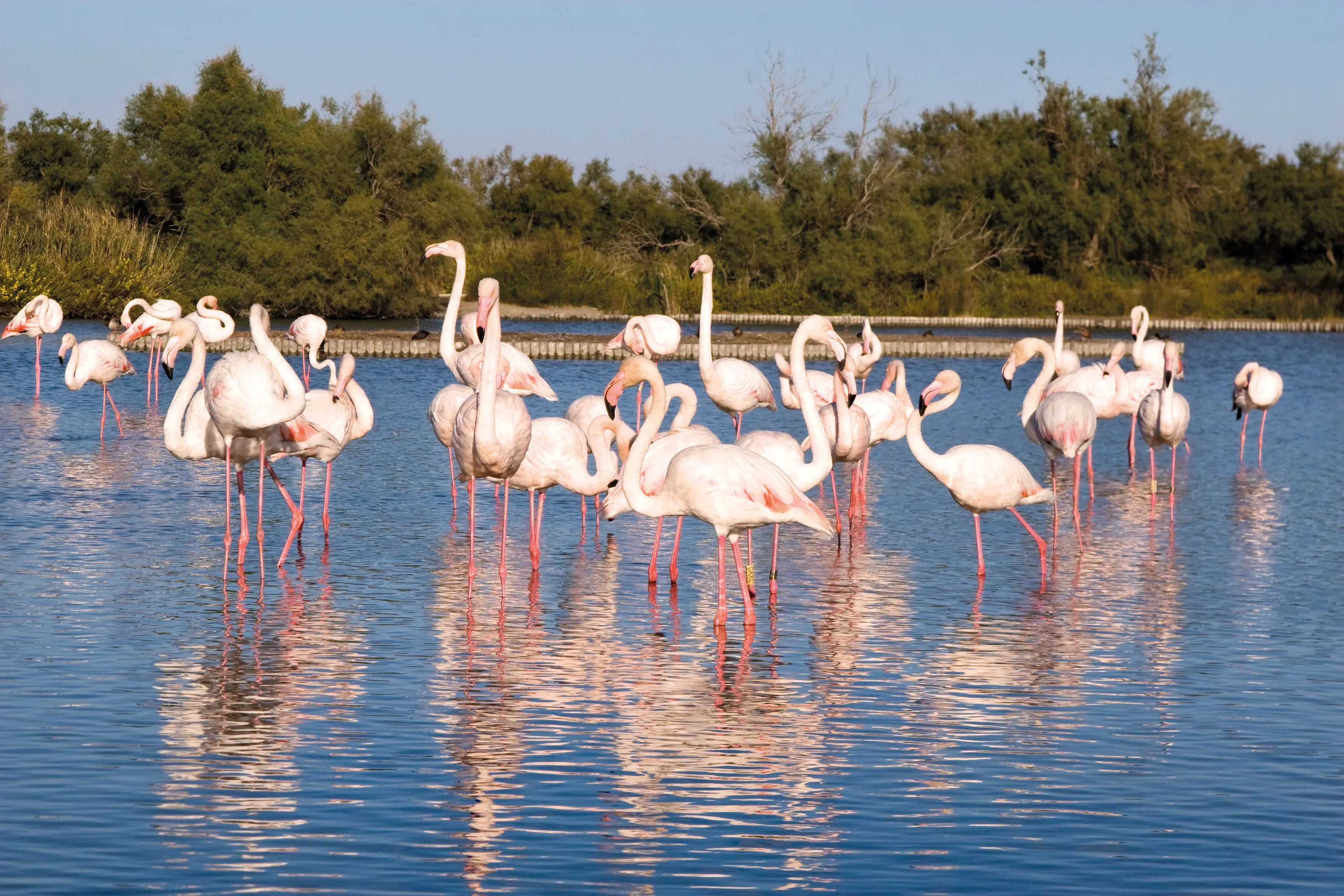 Les flamants rose 