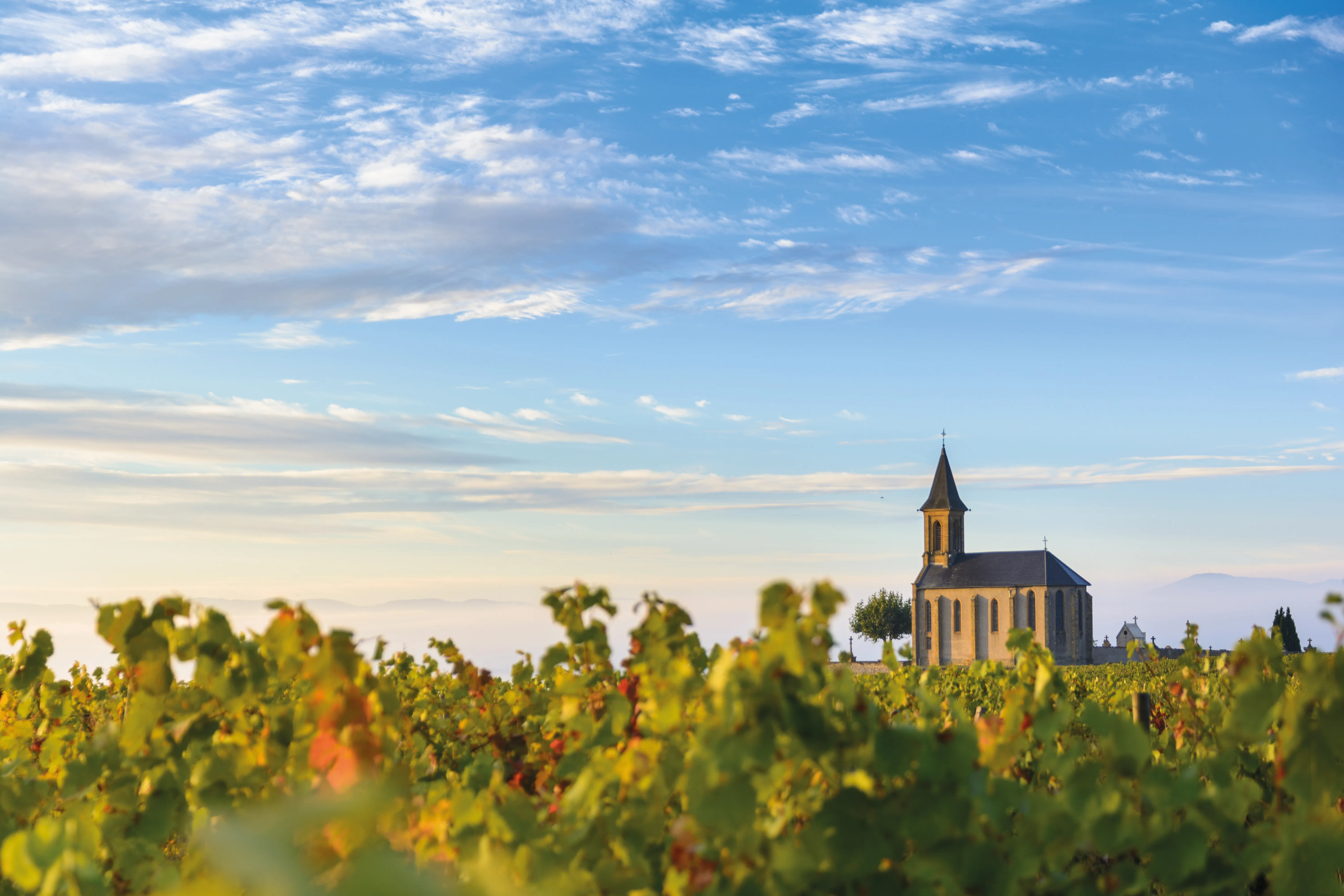 Vue sur les vignes de Beaujolais 