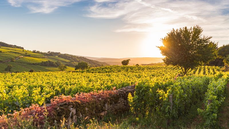 Croisière exceptionnelle sur la Saône pour célébrer le Beaujolais Nouveau (formule port/port) - 8