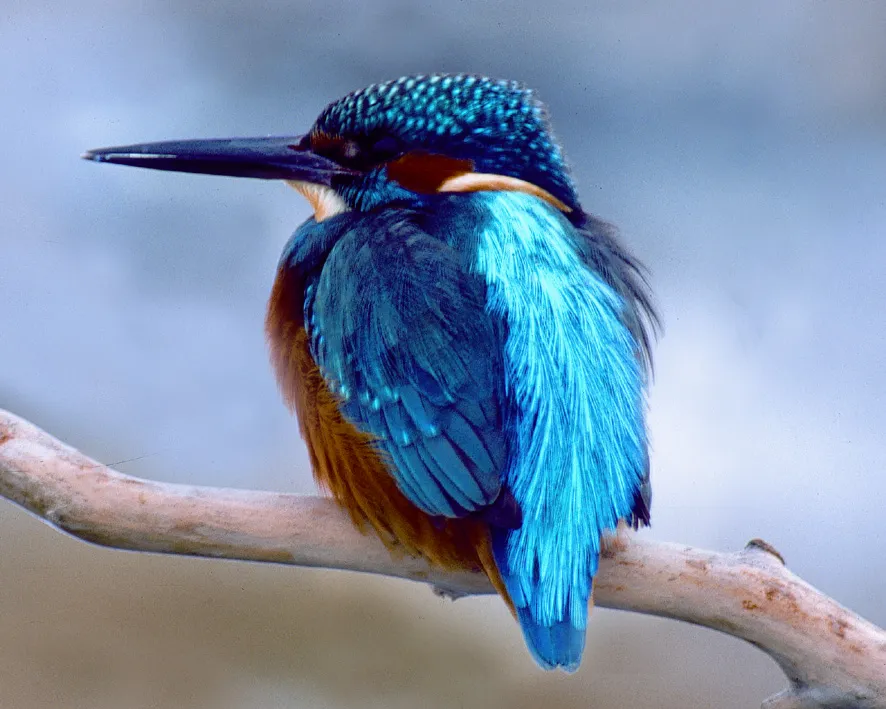 Oiseau martin pêcheur du lac Tisza 