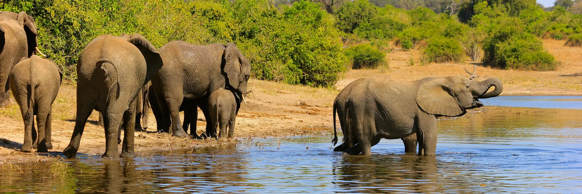 Éléphants sur les berges de la rivière Chobé