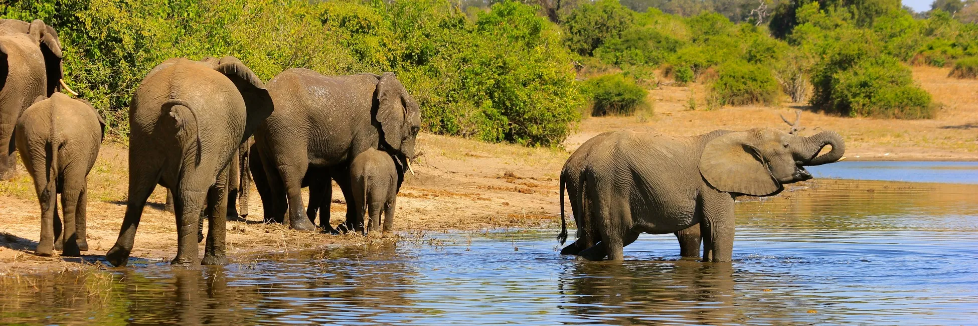 Éléphants sur les berges de la rivière Chobé