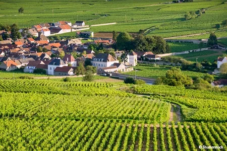 Les vignobles de Saone - Canaux - Croisieurope 