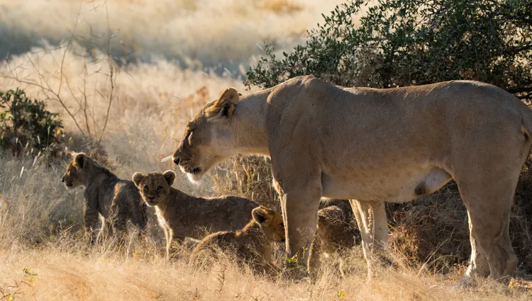 Lionne et lionceaux en Namibie