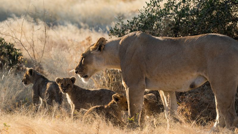 Safari-croisière au fil du Zambèze - Afrique du Sud, Botswana, Namibie, Zimbabwe (formule port/port) - 8