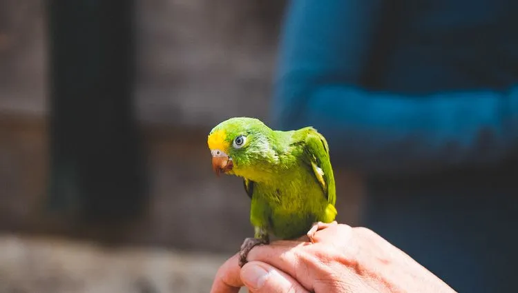 Le Toui à ailes variées 