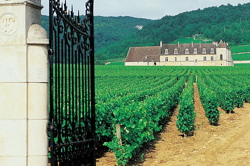 The entrance of the castle should be done by crossing the vineyards
