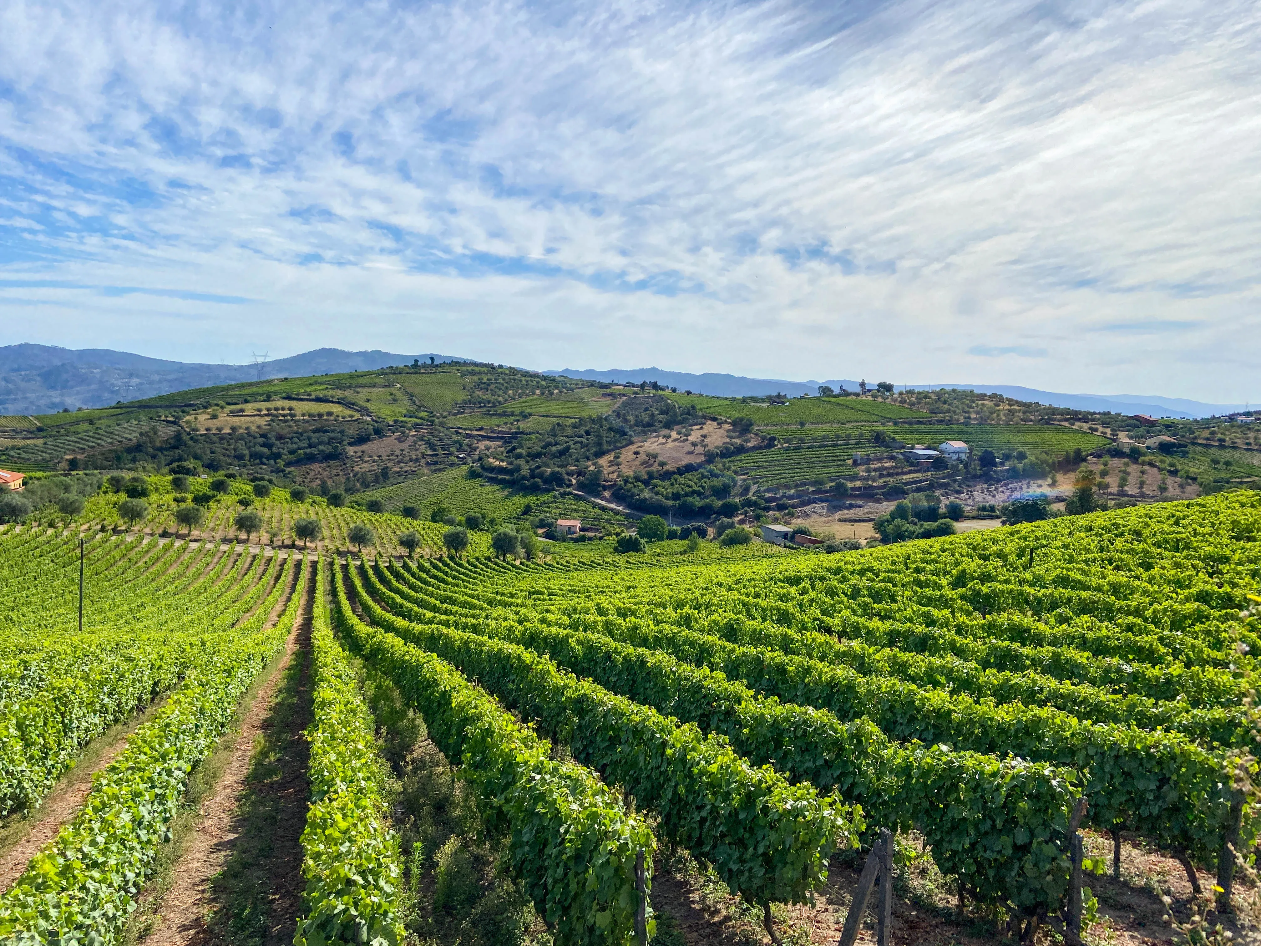 Vignes de la vallée du Douro 