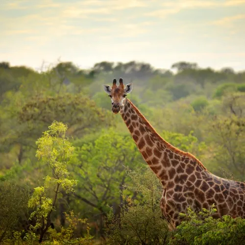 Girafe dans la savane