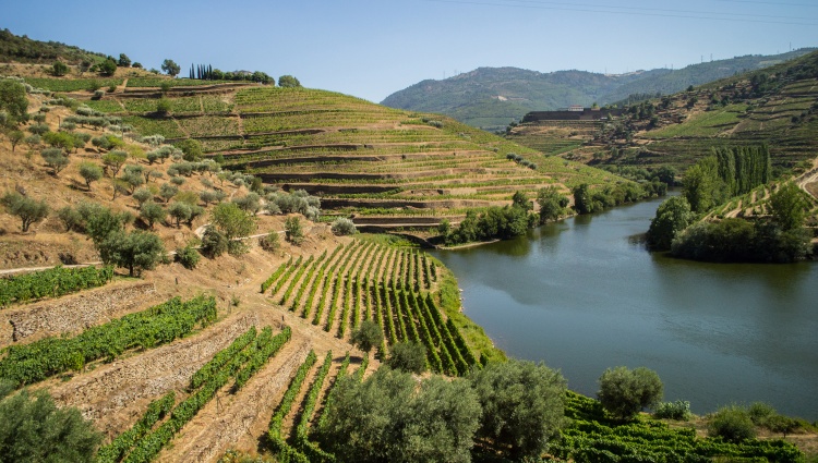 The douro museum and olive oil and wine tasting in a quinta ...