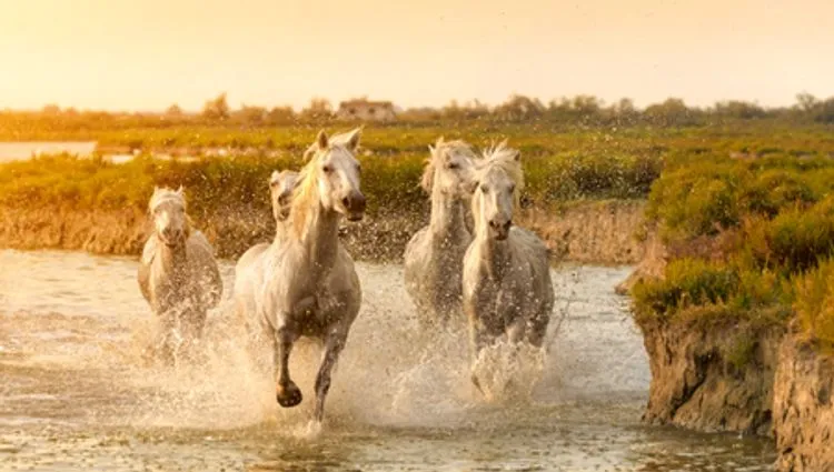 Vignette chevaux de Camargue 