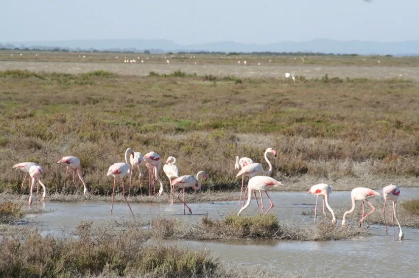 Les flamants roses de Camargue 