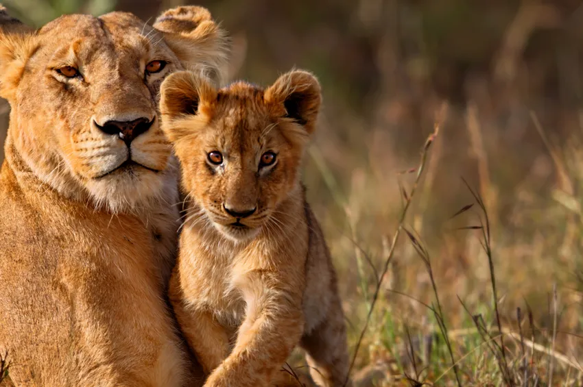 Lions en Afrique Australe 