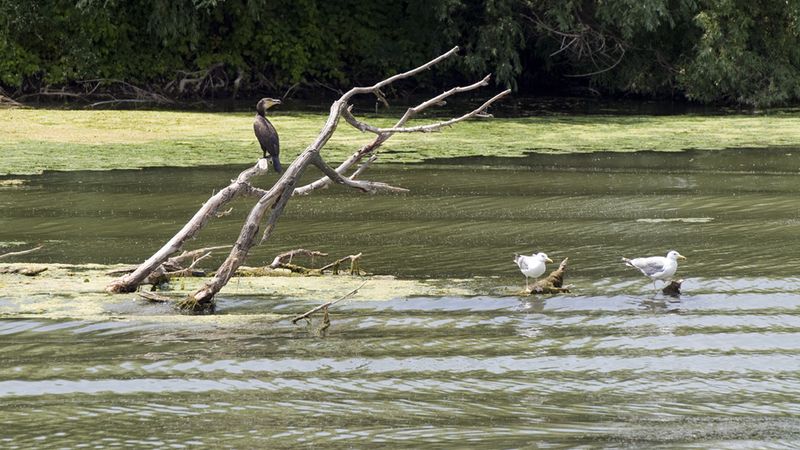 Roumanie - De la mer Noire vers le Danube Bleu - De Bucarestà Vienne (formule port/port)