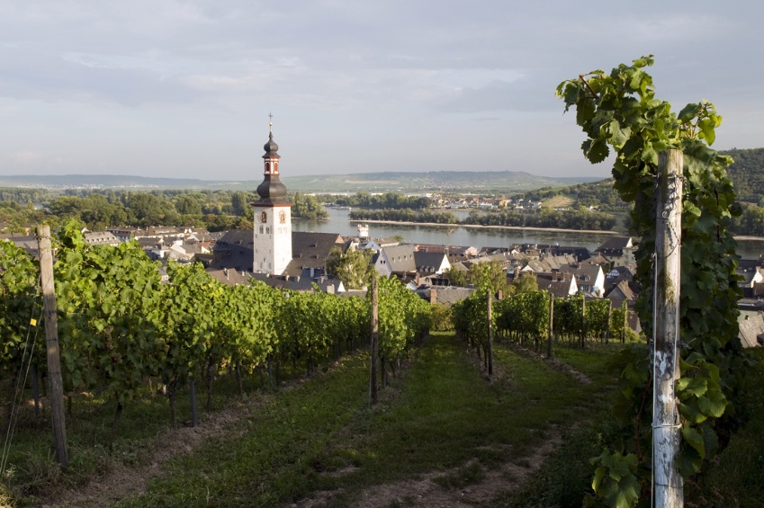 Imágenes de Paseo por el viñedo de Rüdesheim