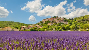 paysage lavandé de Provence 