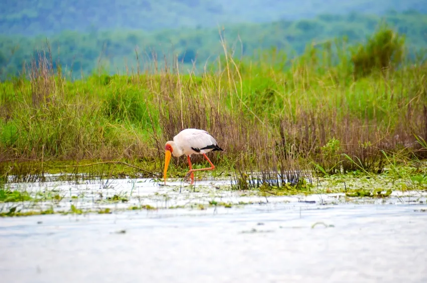 Safari au lac Kariba en Afrique