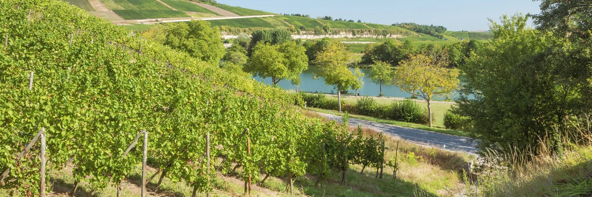 Les vignobles du Luxembourg 