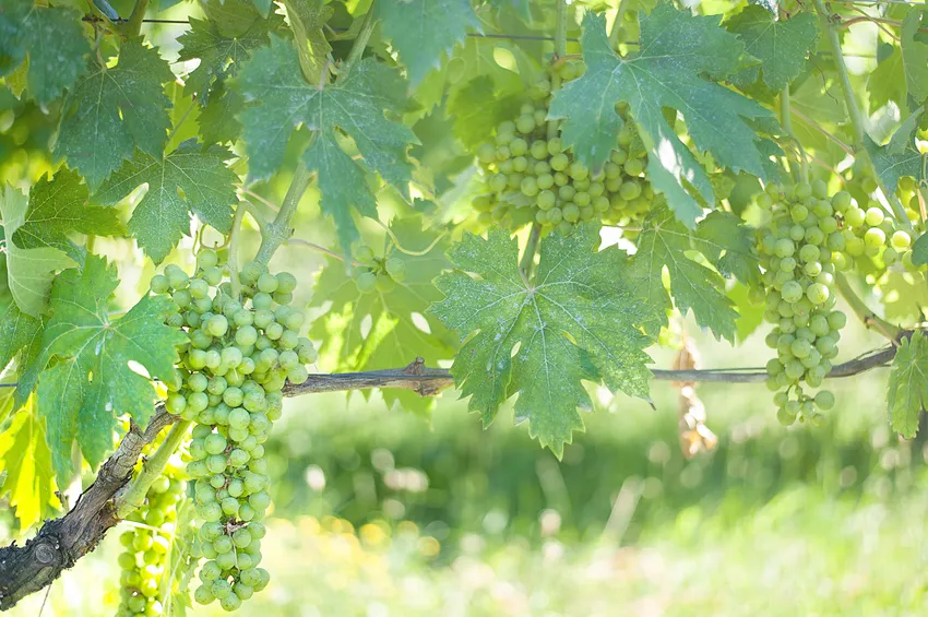 Le raisin des vignes de Mazzoro 