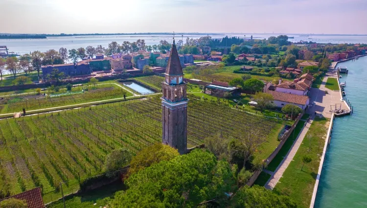 Vue aérienne sur les vignes de Mazzoro 