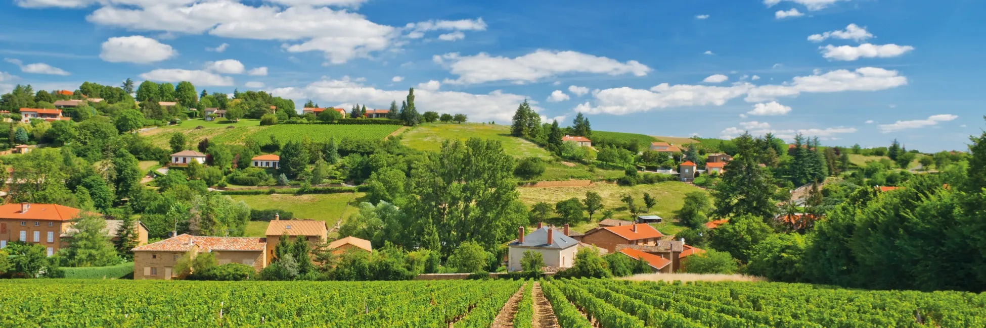 Les jolies vignes de Beaujolais 