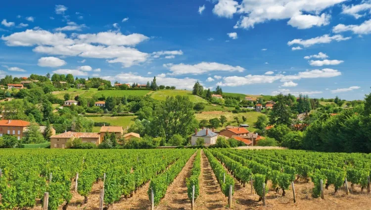 Les jolies vignes de Beaujolais 