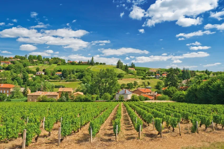 Les jolies vignes de Beaujolais 