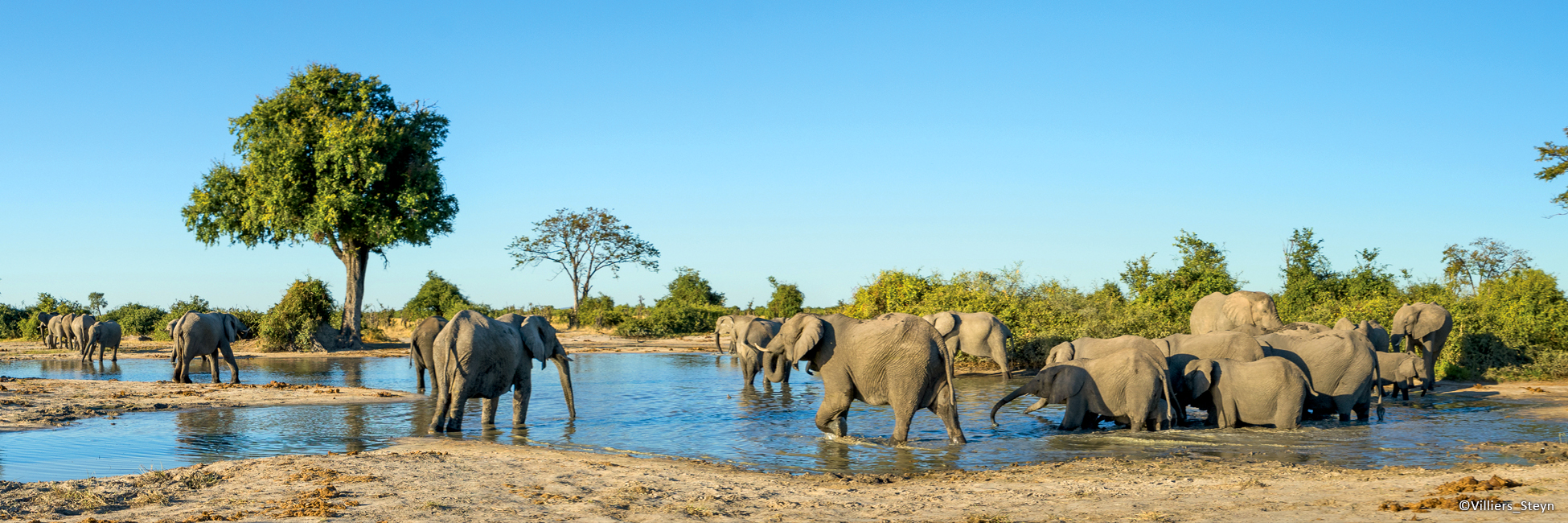 Elephants, Parc national de Chobe