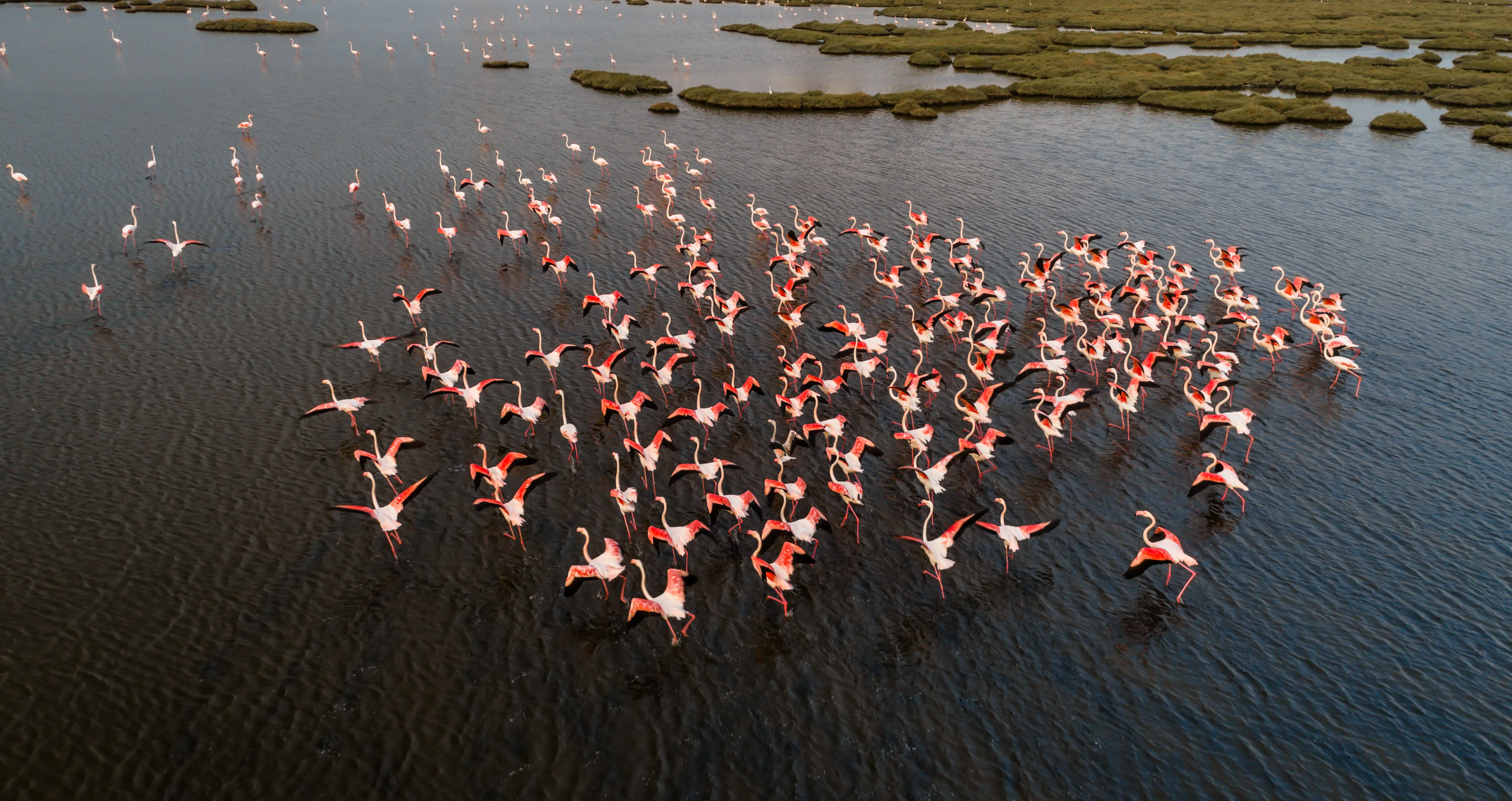 Les flamants roses de la Camargue 