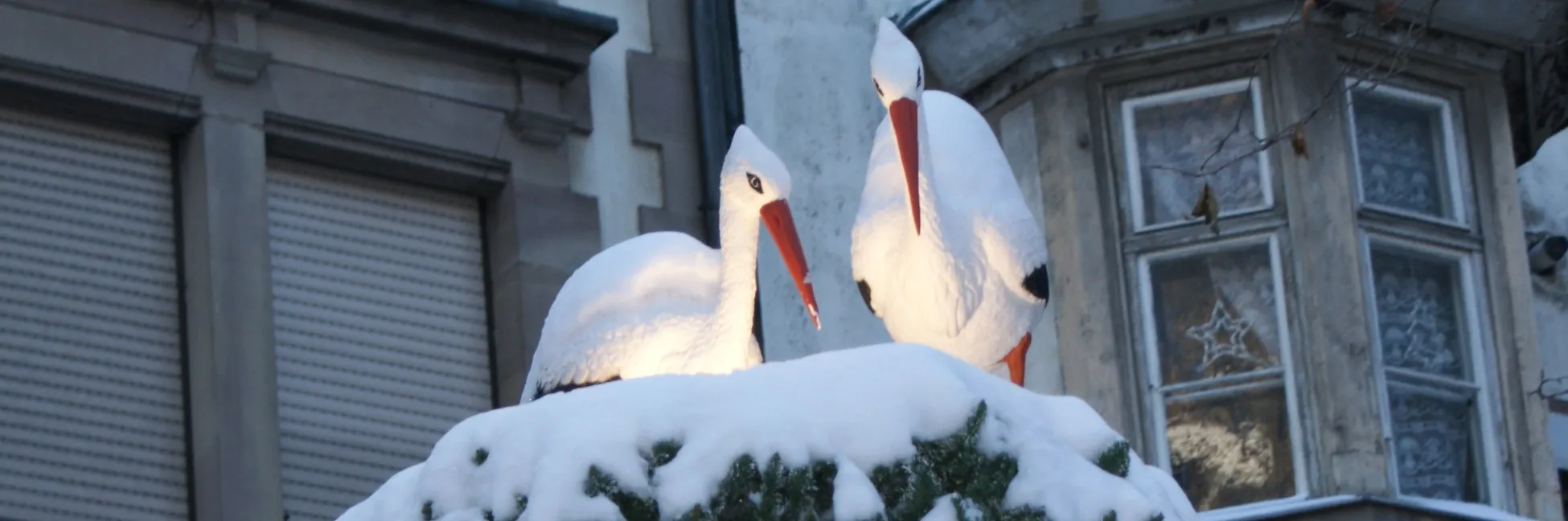 Cigognes dans la neige 