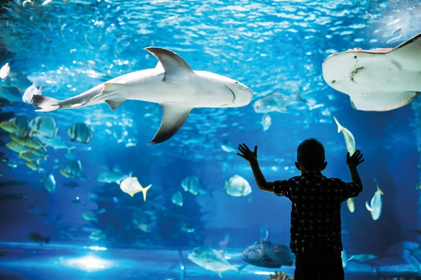 Excursion dans l'aquarium de Séville 