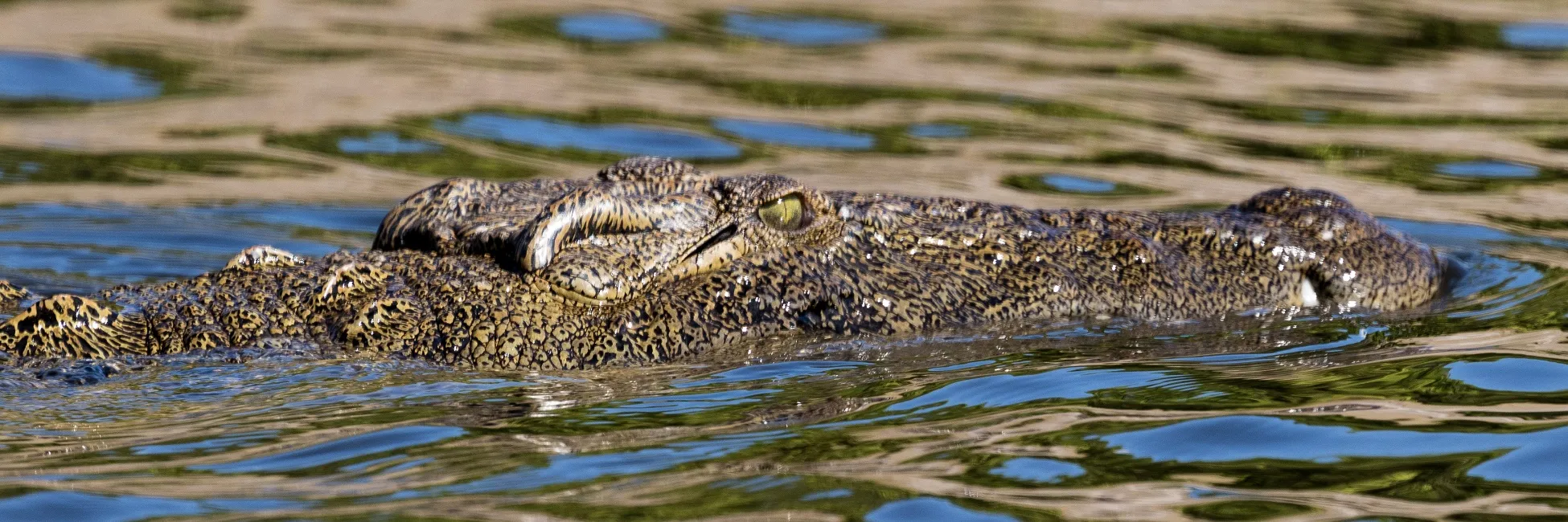 Crocodile en Namibie