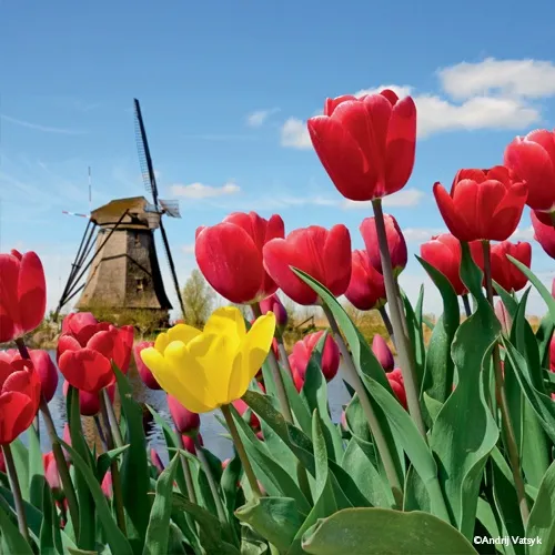 Parc floral du Keukenhof, Hollande